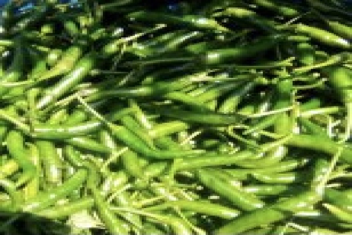 Cabai hijau from Kenya