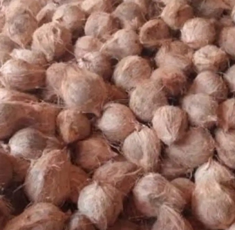 Coco from Angola