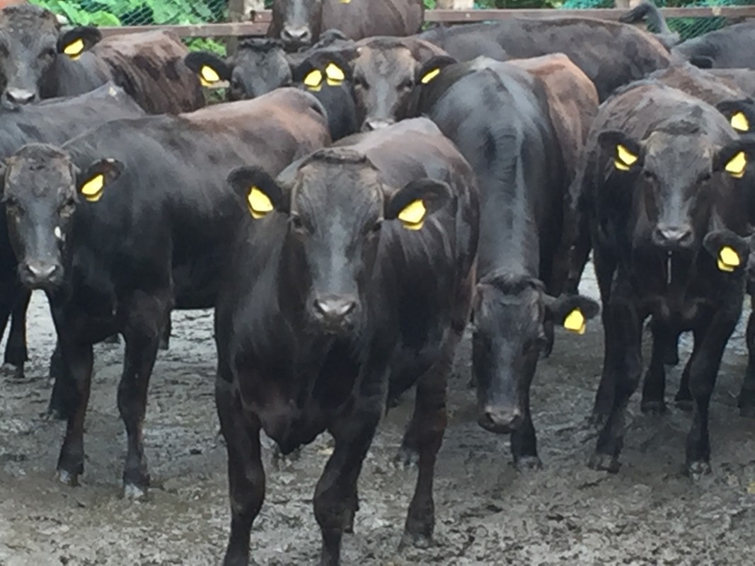 Australian Wagyu Beef from Australia