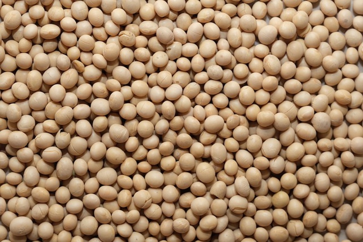 Soybean, NON GMO Soybean from Australia