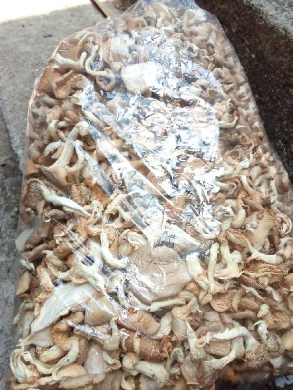 Dry Oyster mushroom from Bangladesh