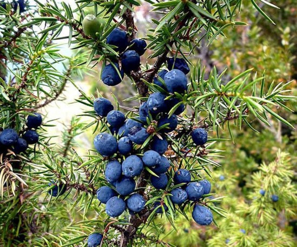 Bacche di ginepro from Serbia