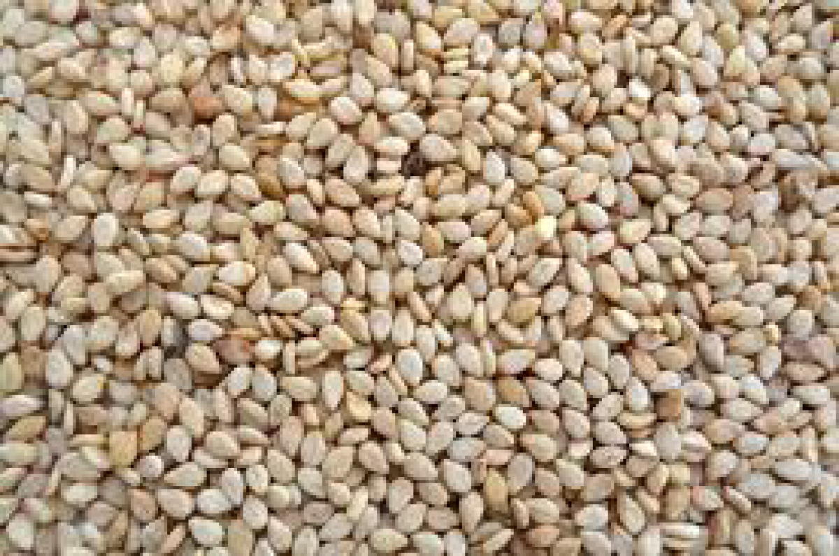 Nasiona sezamu from Burkina Faso