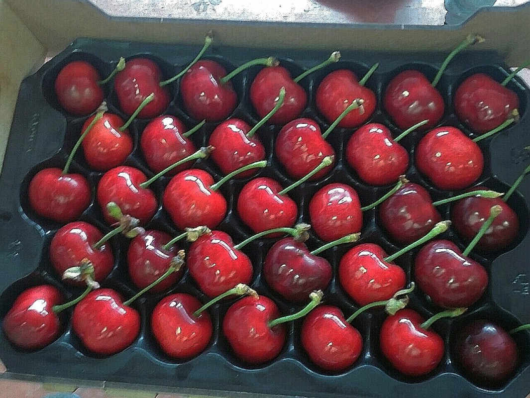 Cherries from Bulgaria