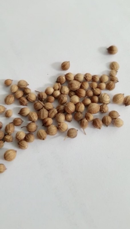 WHOLE CORIANDER SEEDS from Bulgaria