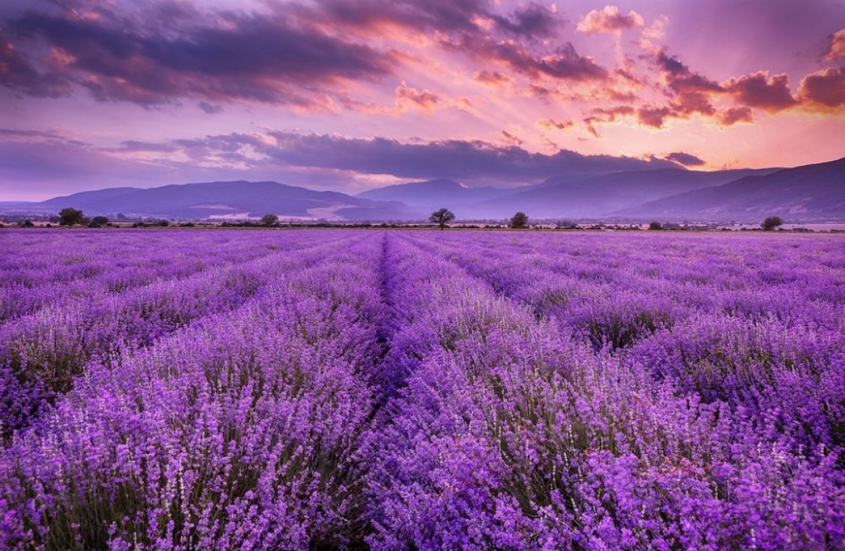 Minyak lavender organik from Bulgaria