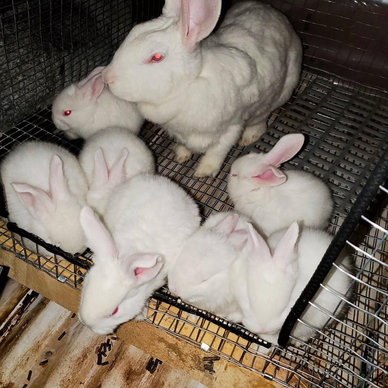 Meat Rabbits from Canada