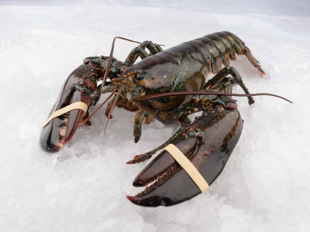 Żywy homar kanadyjski (Homarus Americanus) from Kanada