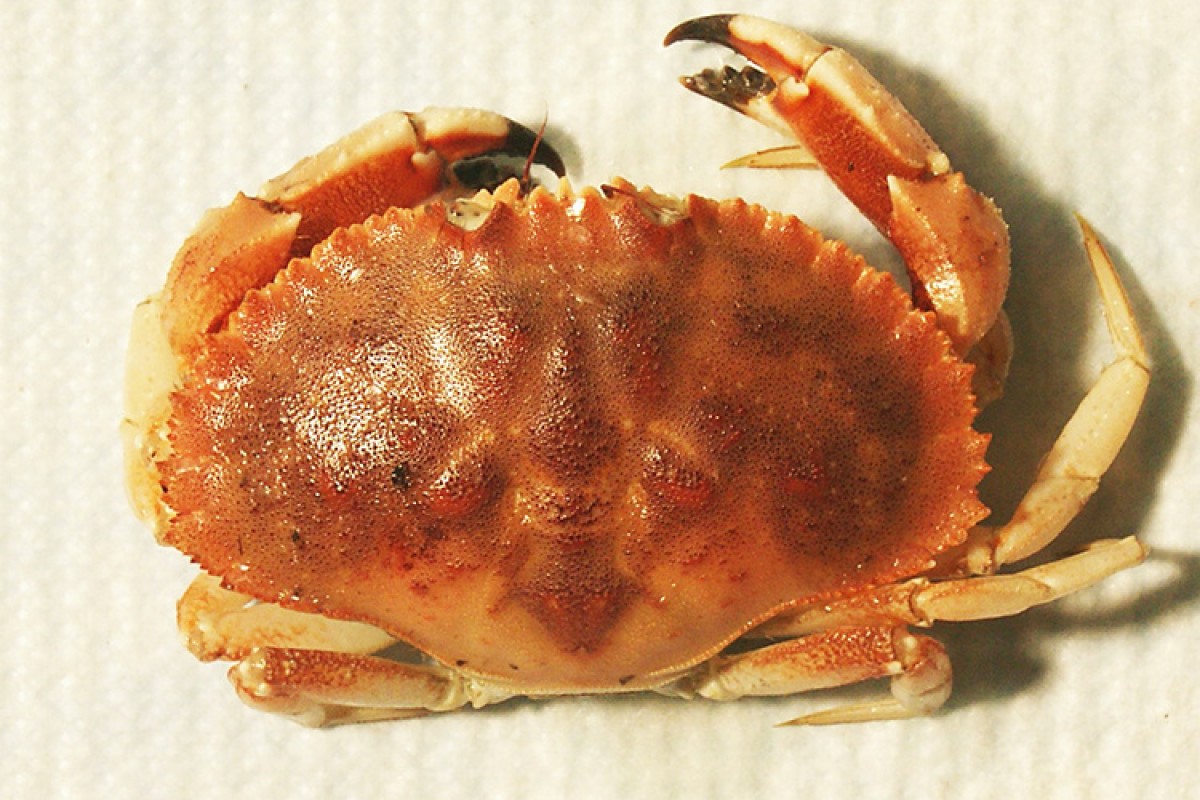 Mrożony krab Jonah (Cancer Borealis) from Kanada