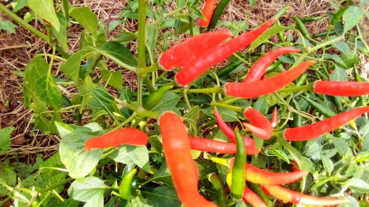 Chutney de pimenta from República Democrática do Congo
