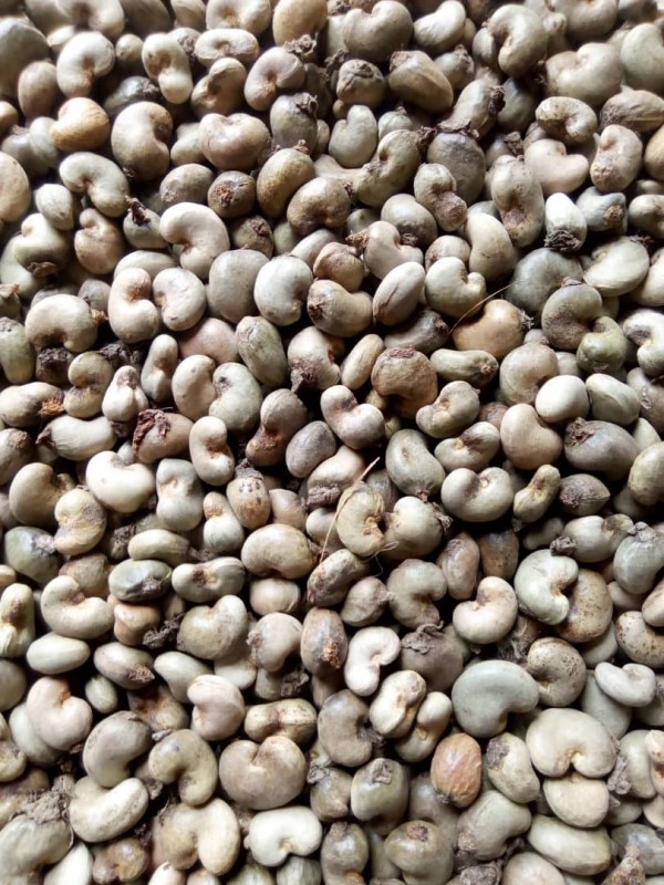 Rauwe cashewnoten in dop from Ivoorkust