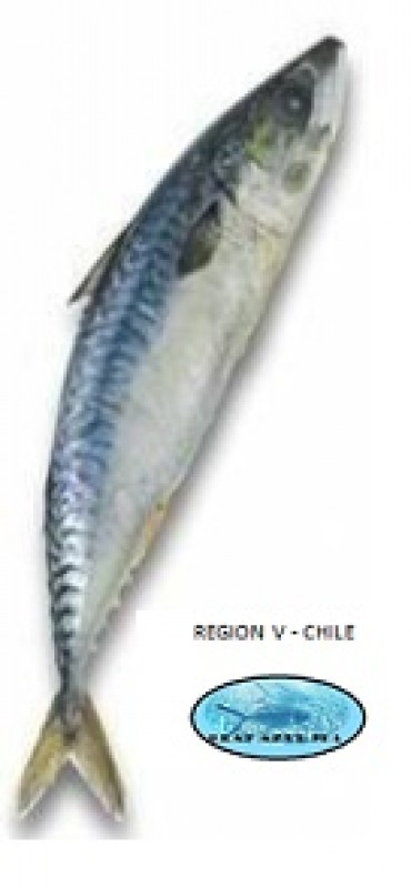 Jurel-Jack Mackerel from Chile