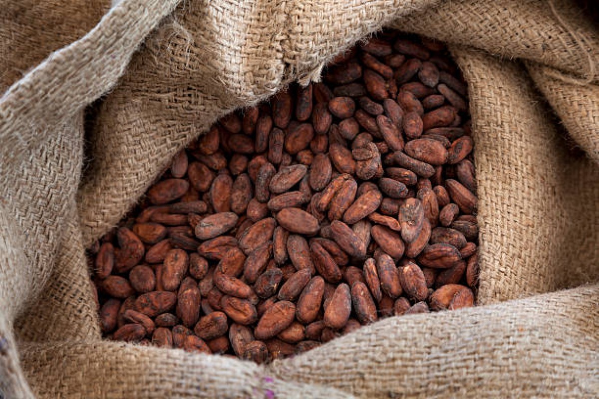 Cocoa Beans from Cameroon