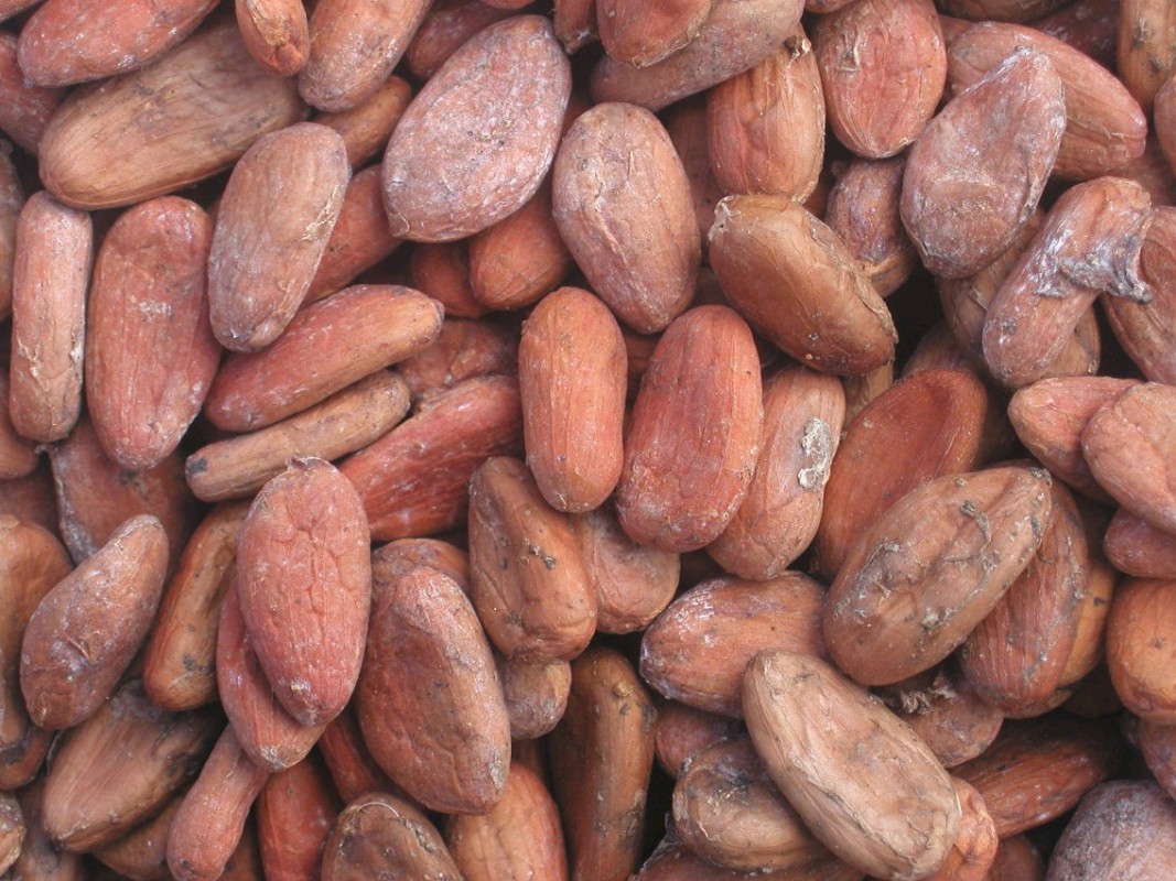 Biji Kakao from Kamerun