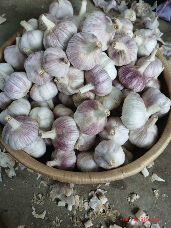 Chinese normale witte knoflook from China