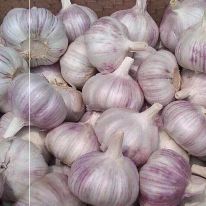 Knoflook from China