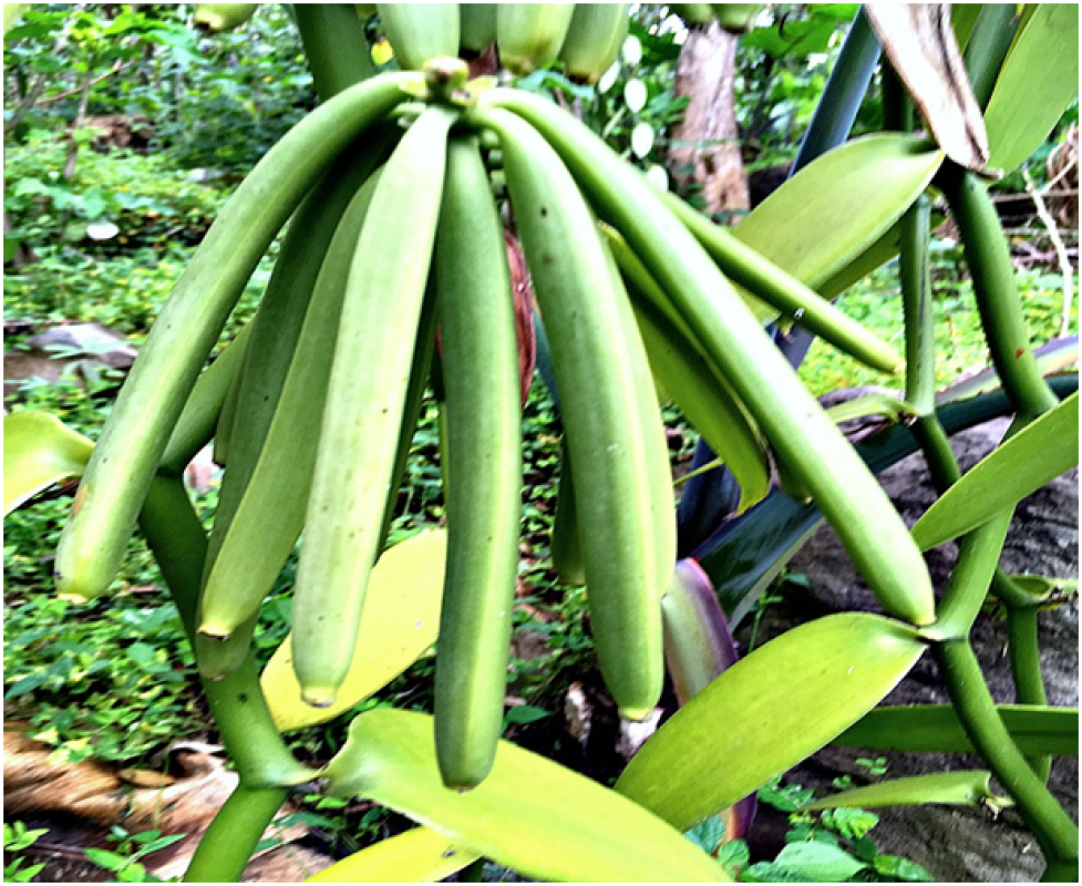Biji Vanili Mentah from Uganda