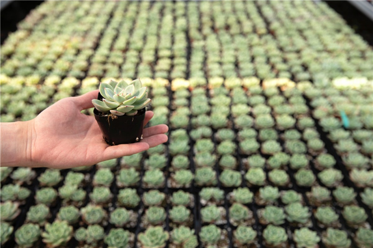 Vetplant from China