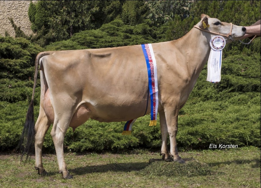 Jersey Heifers - pregnant, with pedigree from Czech Republic