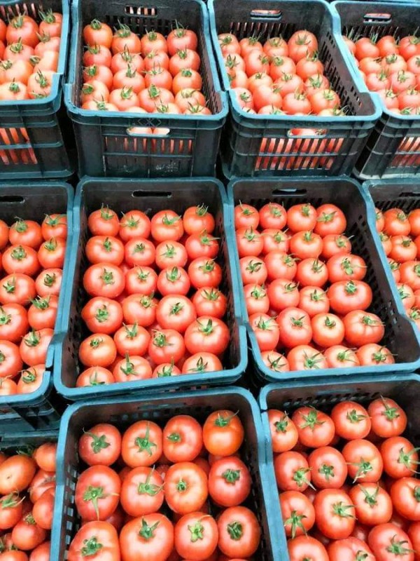 Tomates from Argélia
