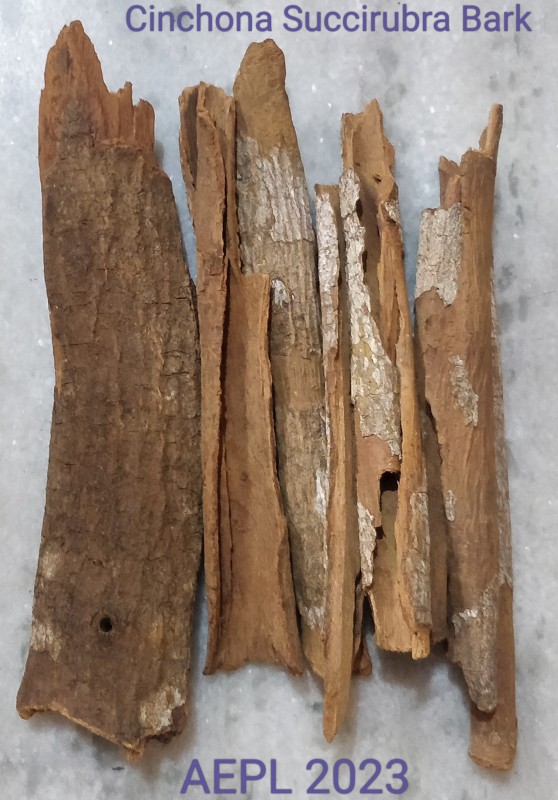 Corteza de Cinchona Succirubra from Ecuador