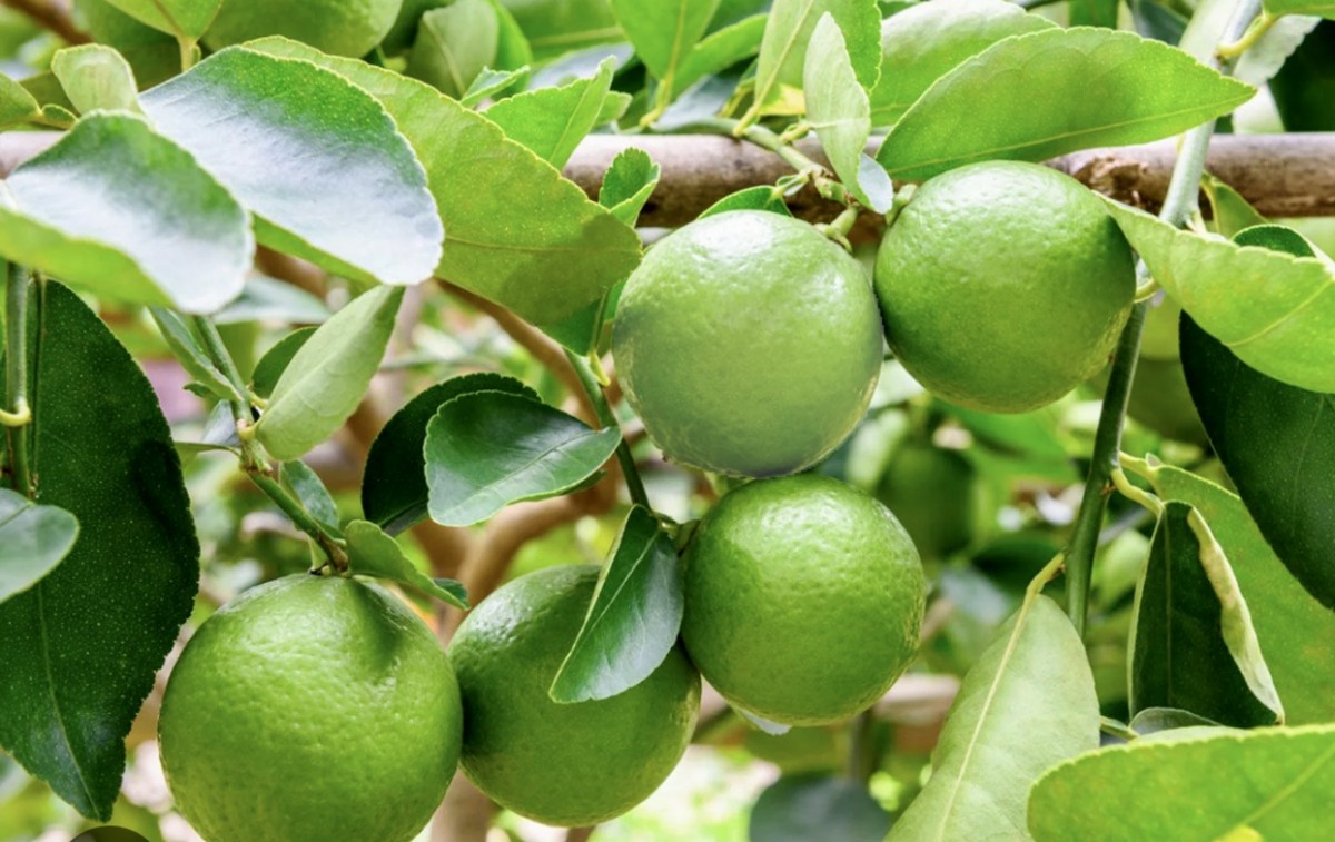 Limón from Egipto