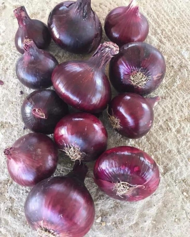 RED ONION from Egypt