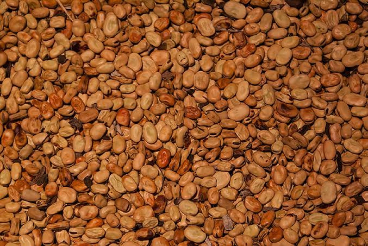 Egyptian Fava Beans from Egypt