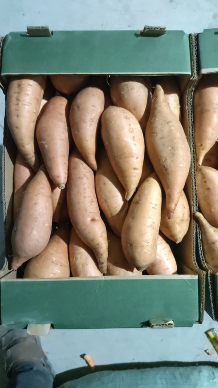 Batatas dulces from Egipto