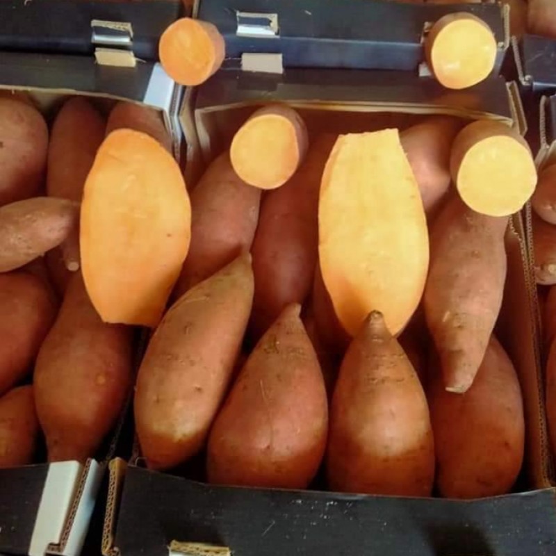 Batatas dulces from Egipto
