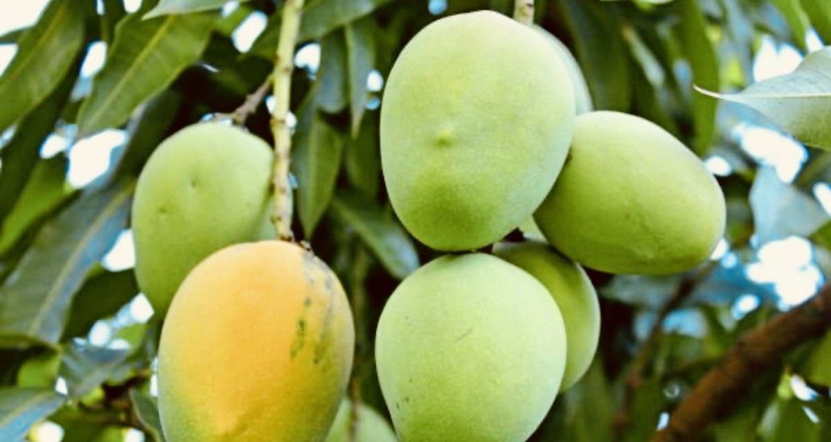 Mangoes from Egypt