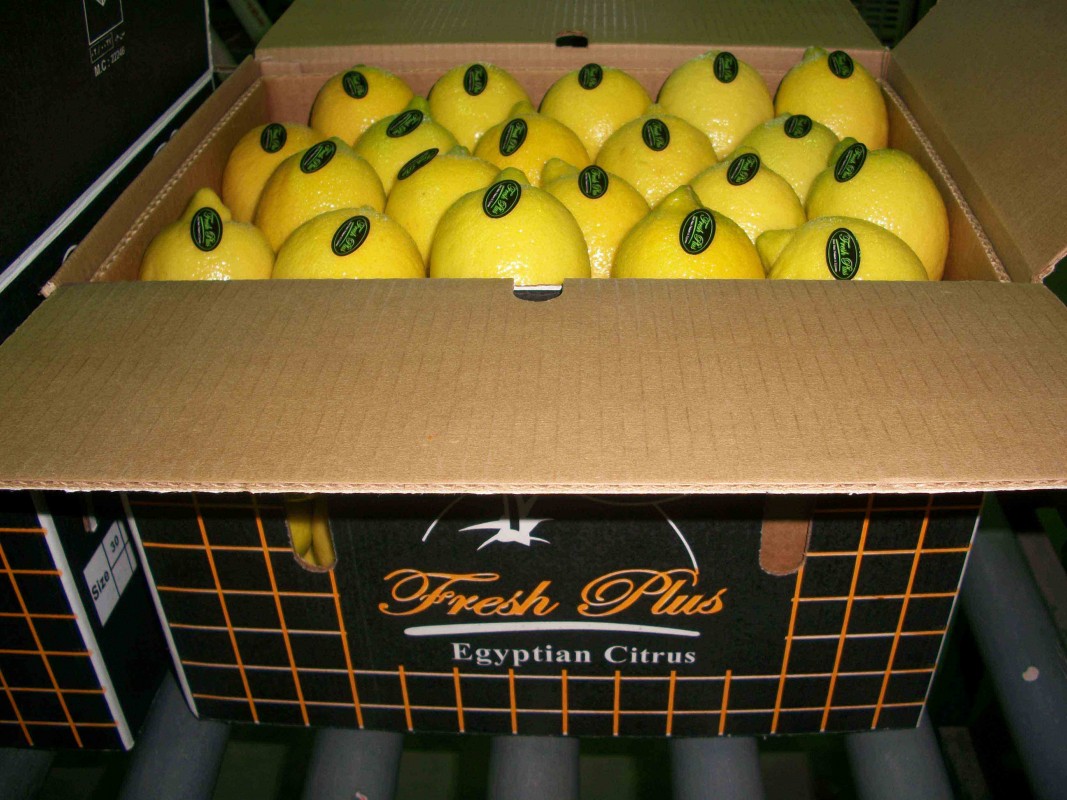 Limón from Egipto