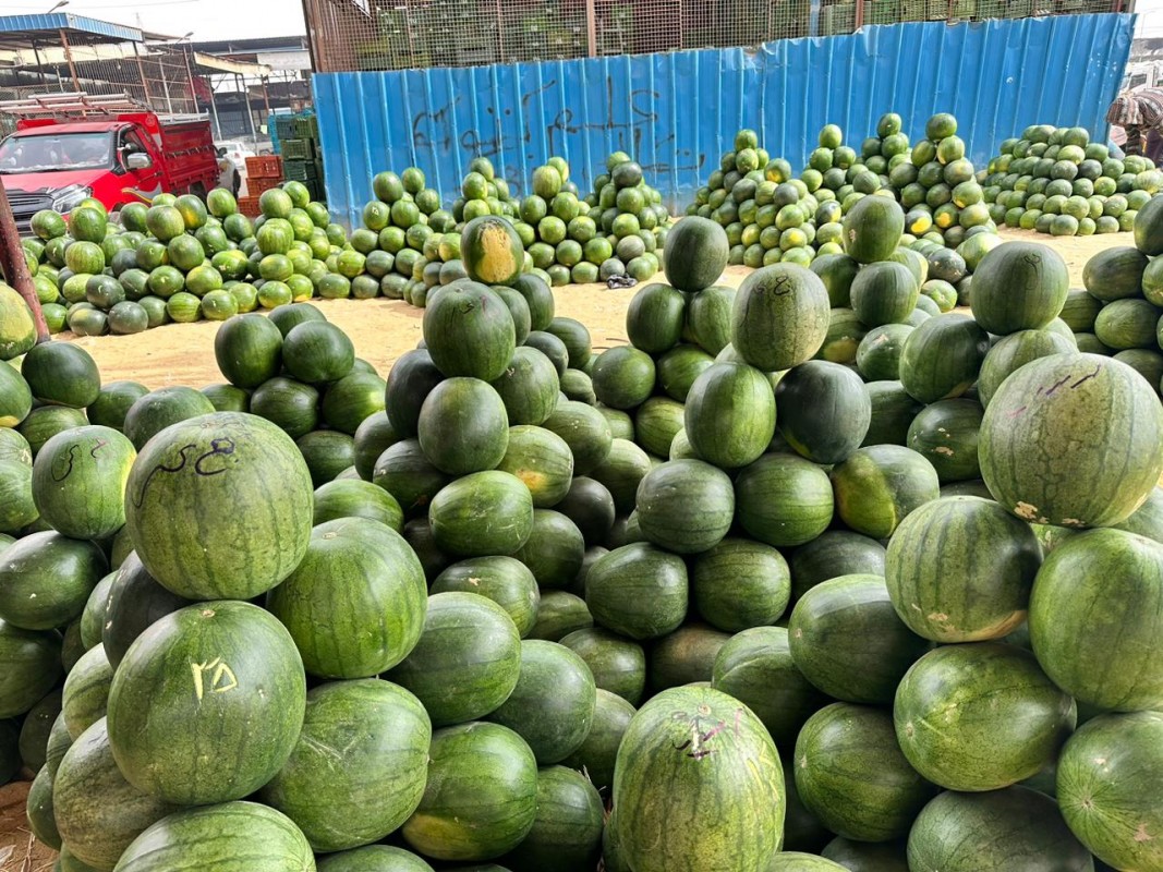 Watermelon Egypt from Egypt