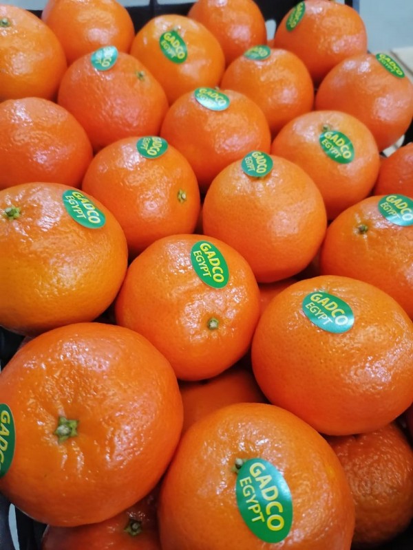 Mandarina from Egito