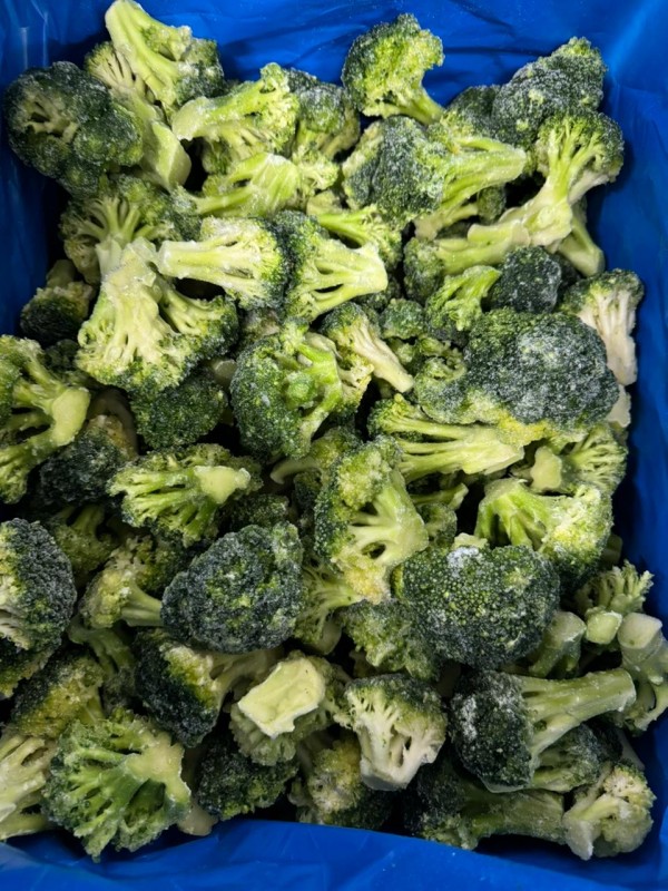 Diepgevroren broccoli from Egypte