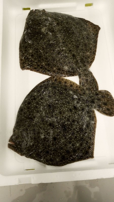 Turbot from Spanyol