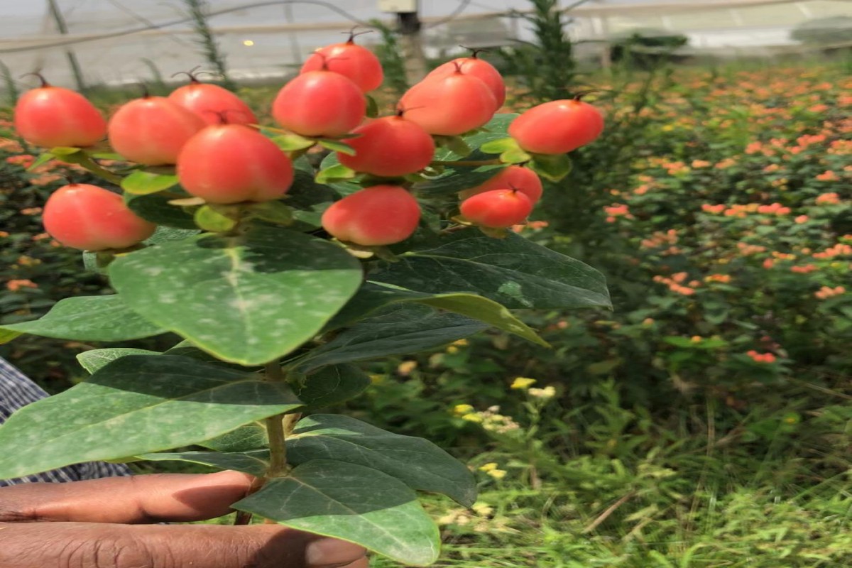 Jagody Hypericum from Etiopia