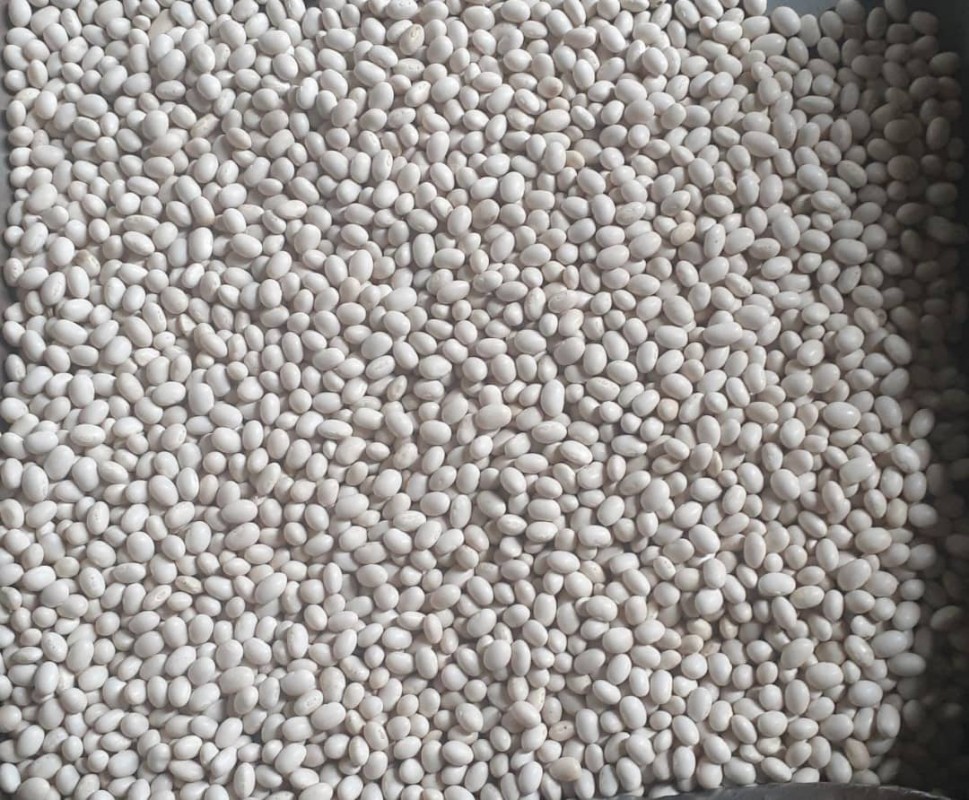 White Beans from Ethiopia
