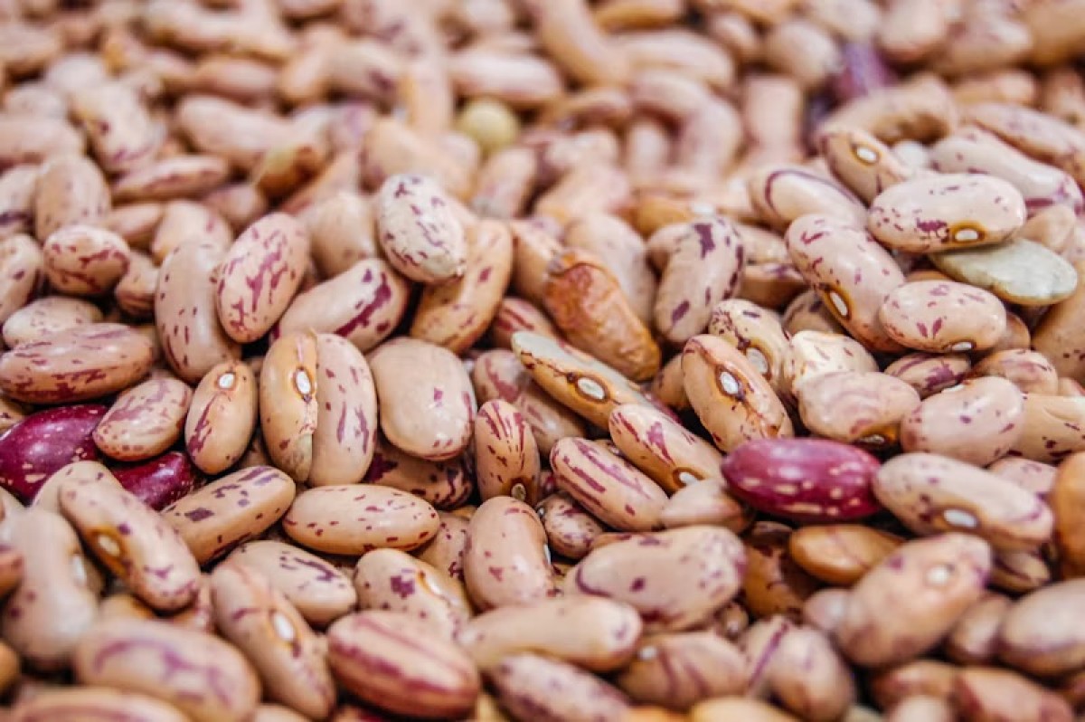 Creamy Unspeckled Bean from Ethiopia