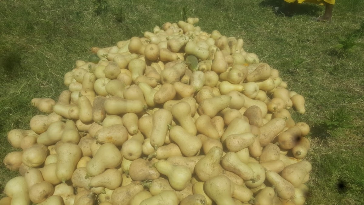 Labu Butternut from Etiopia