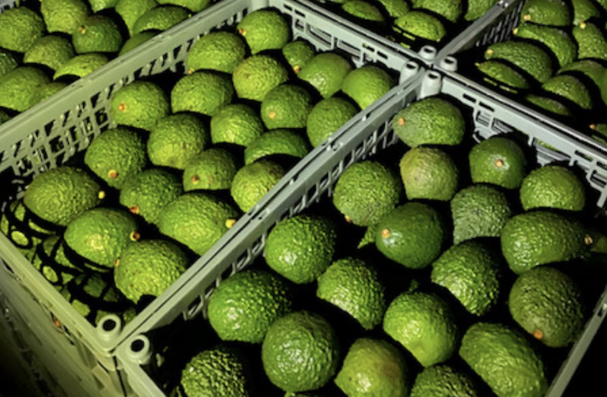 Hass Avocado from Ethiopia