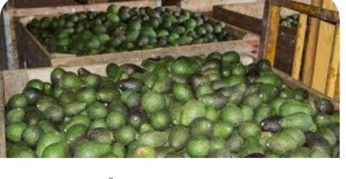 Avocado from Ethiopia