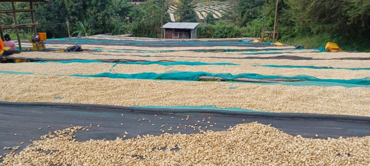 Arabica Green Coffee from Ethiopia