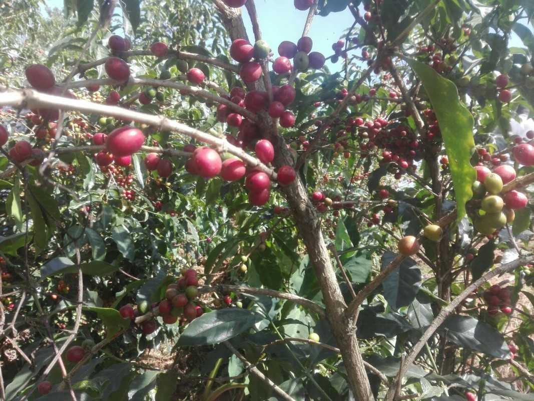 COFFEE AREBICA from Ethiopia