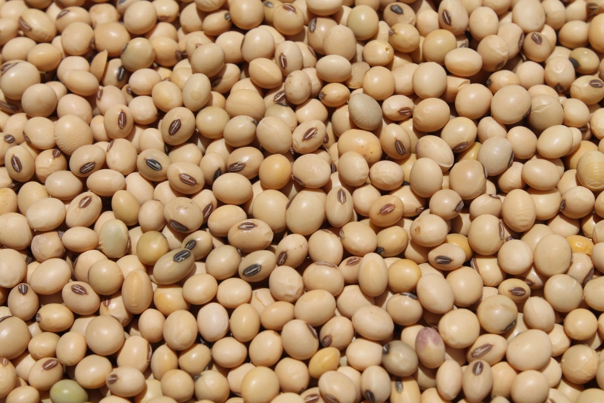 NON GMO soya beans from Ethiopia