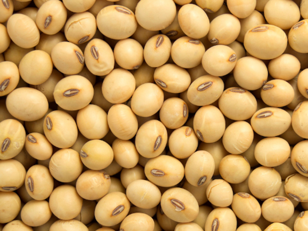 NON GMO Soya beans from Ethiopia