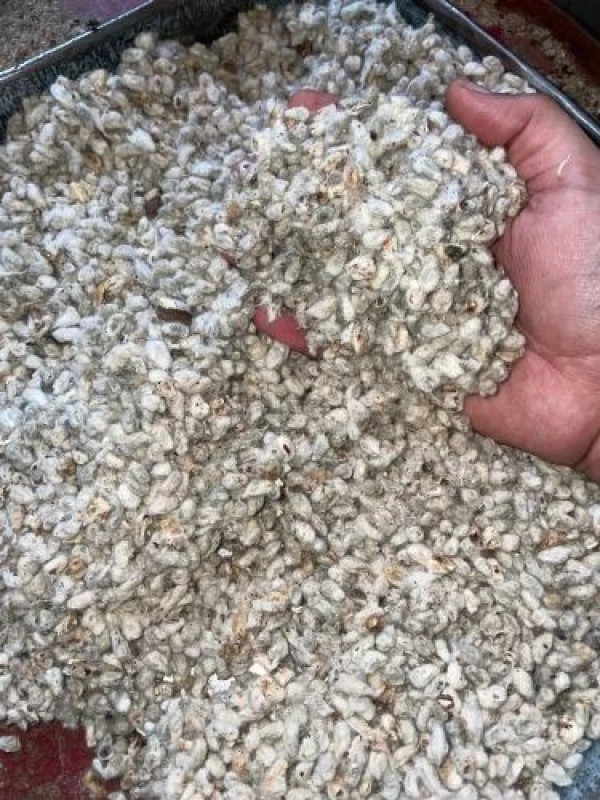Cotton seed from Ethiopia
