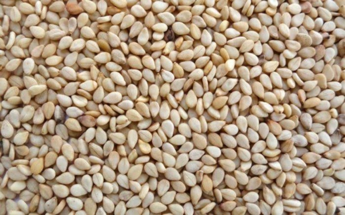 Humera sesame seeds from Ethiopia