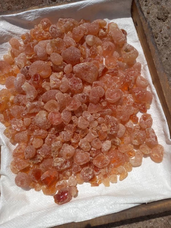 Arabic Gum Grade 1 from Ethiopia