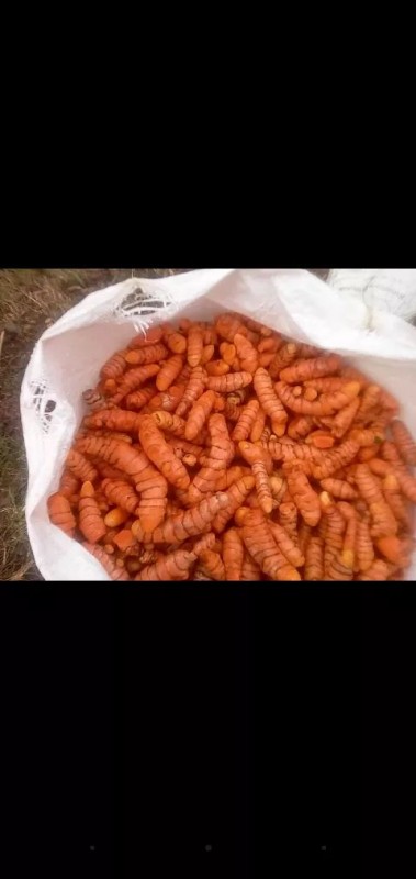 Cúrcuma crua (Variedades: amarela, branca e preta) from Fiji
